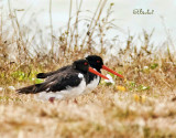 Pied Oyster Catchers