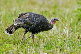 New Zealand Wild Turkey