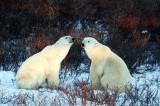 Polar Bear Buddies