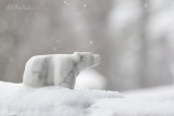 Inuit Polar Bear 2010
