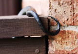 Rat Snake Tail 2010