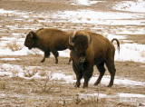 Mammoth Bison