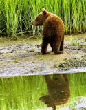 Spring Cub 2007