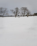 Winter trees