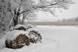 Fresh snow and old corn