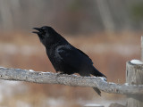Common crow