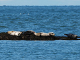 Grey Seals Basking