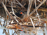 Red-winged Blackbird