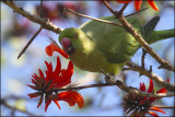  Green Parrot