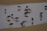 Glossy Ibis.jpg