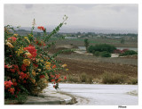 View from the Plant