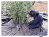 Harvesting the Olives.jpg