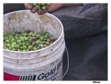 Olives Ready For Processing.jpg