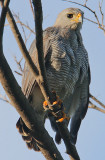 Grey Hawk  (Buteo nitidus)