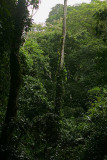 The Guacharo Trail