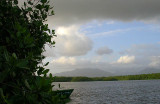 A view of the Arima hills from Caroni Swamp