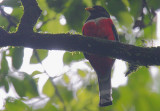 Elegant Trogon  (Trogon elegans) male