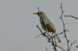 Whistling Cisticola (Cisticola lateralis)