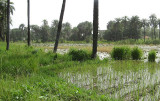 Kotu Rice Fields