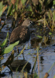 Green Sandpiper (Tringa ochropus)