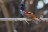 African Paradise Flycatcher (Terpsiphone viridis) subadult male