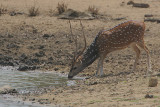 Spotted Deer Stag drinking