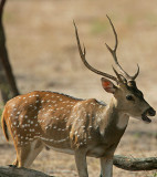 Spotted Deer Stag alarm-calling.