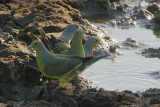 Orange-breasted Green Pigeons (Treron bicincta) drinking