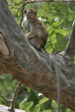 Toque Macaque (Macaca sinica sinica)