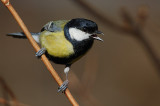 Great Tit