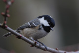 Coal Tit