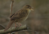 Grasshopper Warbler (Locustella naevia)