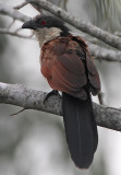 Senegal Coucal (Centropus senegalensis)