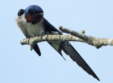 Red-chested Swallow (Hirundo lucida)