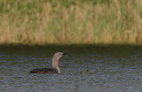 Red-throated Diver (Gavia stellata)