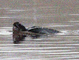 Leatherback Turtle in the River Forth, Fife