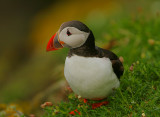 Puffin