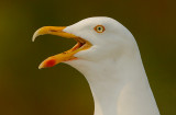 Herring Gull(Larus argentatus)