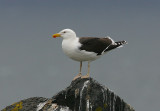 Great black-backed Gull