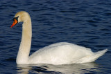 Mute Swan female