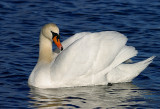 Wildfowl (Ducks, Geese & Swans)