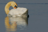 Mute Swan preening