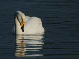 Whooper Swan(Cygnus cygnus)