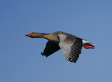 Grey-lag Goose in flight