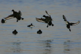 Tufted Ducks landing