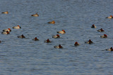 Pochard flock