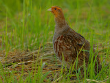 Grey Partridge