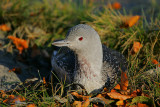 Red-throated Diver