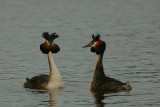 Great Crested Grebes displaying