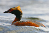 Slavonian Grebe